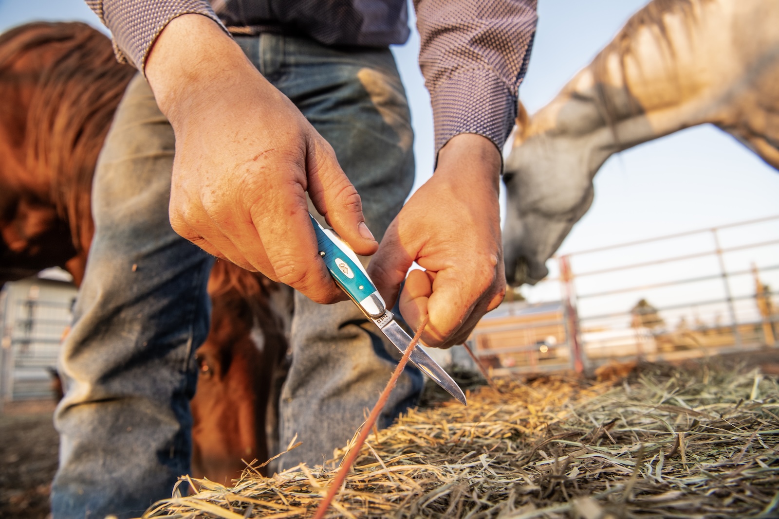 Case knives being used to cut bailing twine on hay