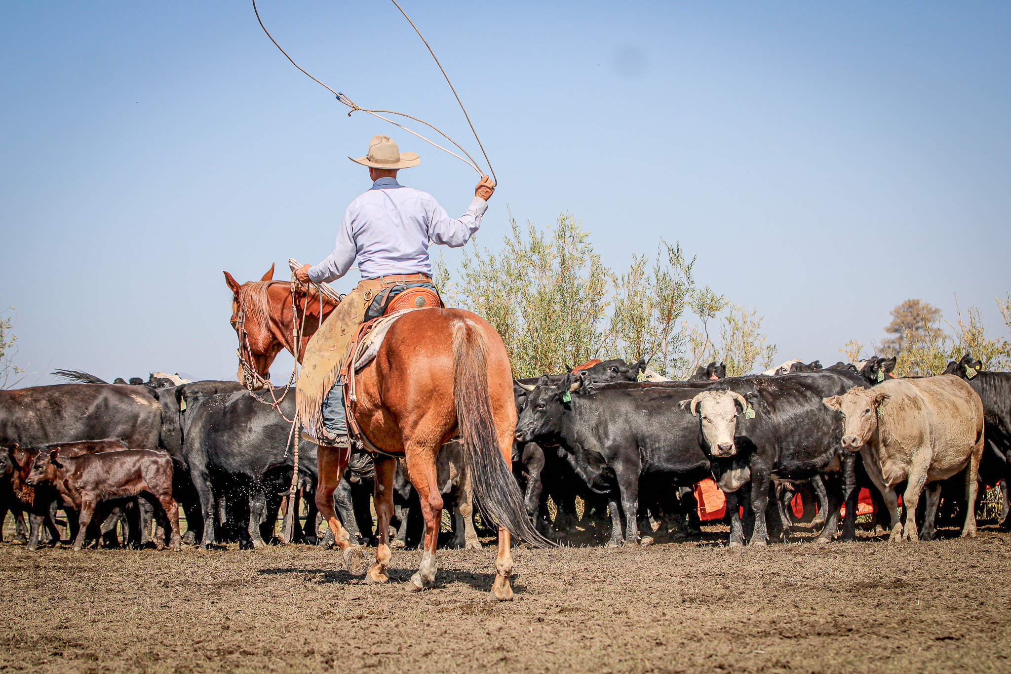 Cowboy riding into a group of cattle