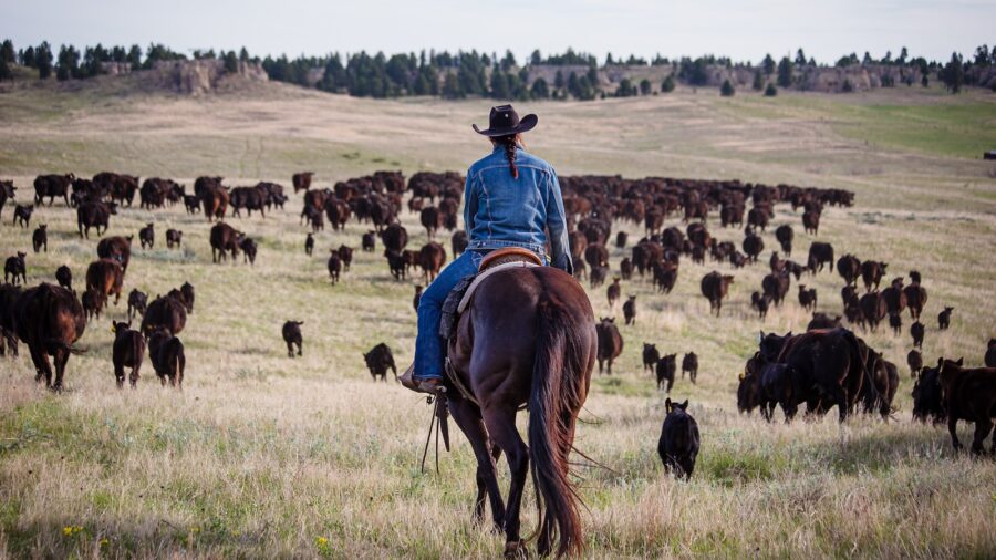 handling cattle horseback
