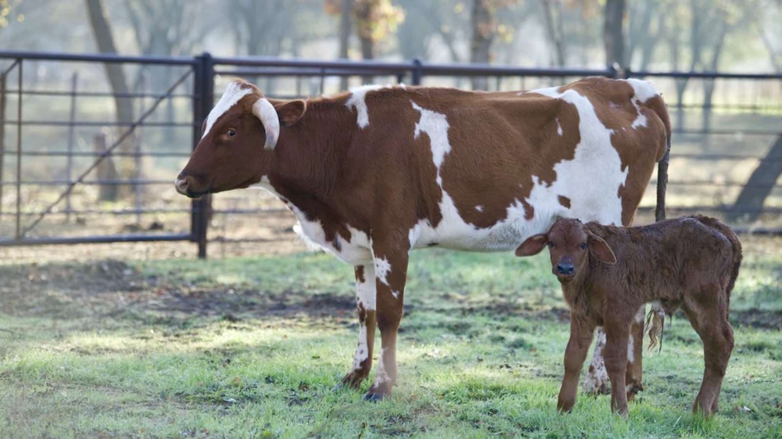 spotted heifer and her calf