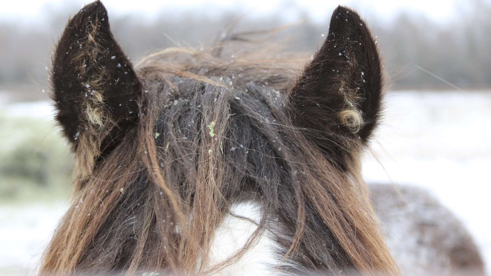 Horse ears in winter