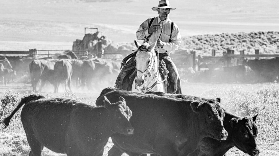 Justin Reichert sorts cattle at the C-Punch  Ranch in northern Nevada. Photo credit: Mary Williams Hyde