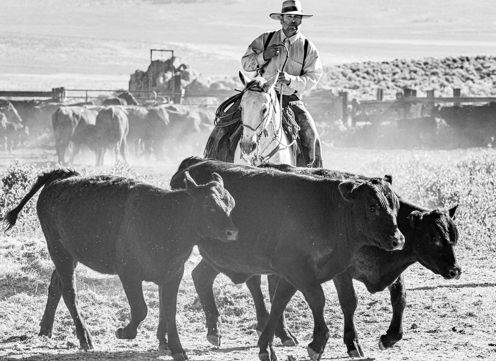 Justin Reichert sorts cattle at the C-Punch  Ranch in northern Nevada. Photo credit: Mary Williams Hyde