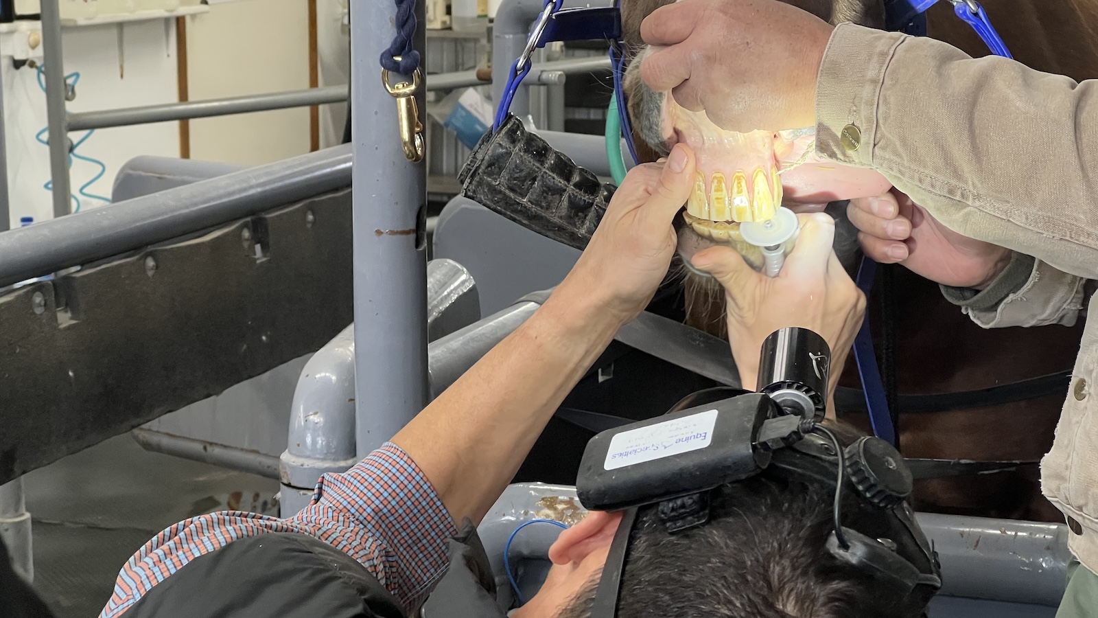 Horse teeth can tell you a horse's age