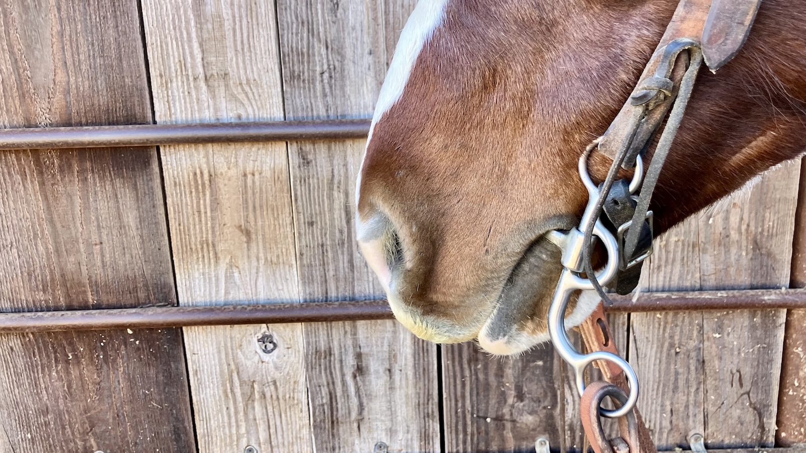 change from Snaffle to Shank bit