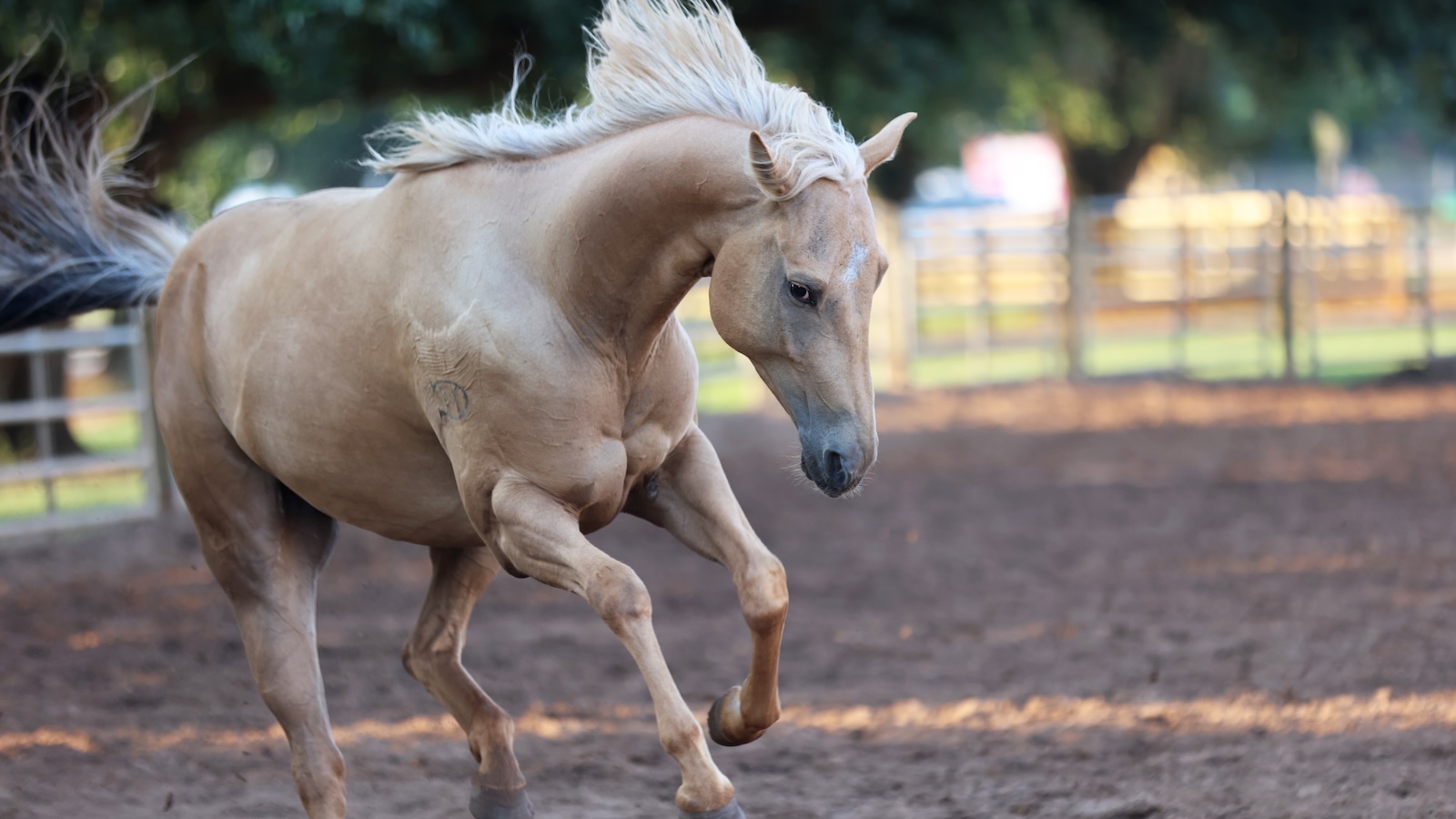 Horse jumping