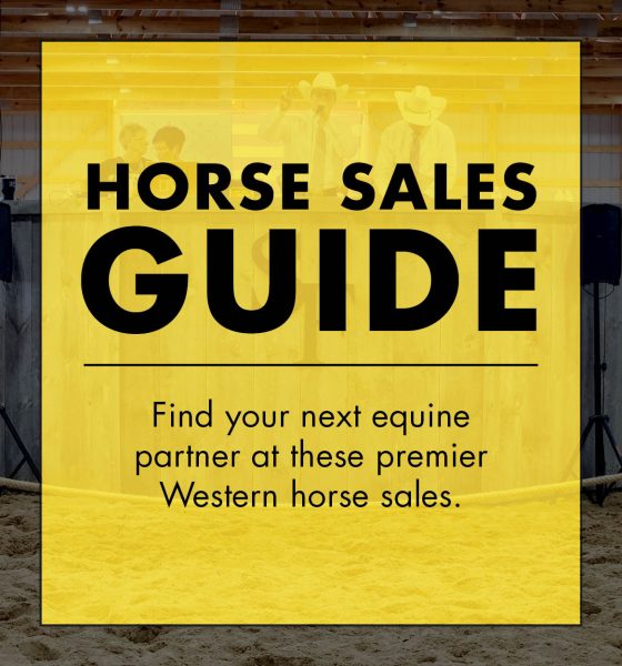 Horse Sales Guide