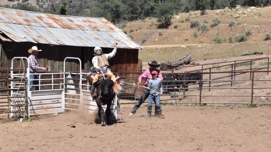 young boy riding a steer at the ranch