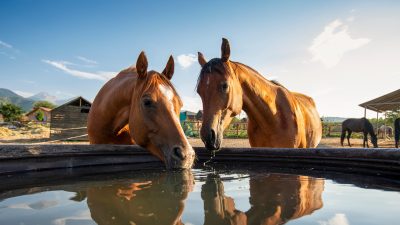 horses at water tank