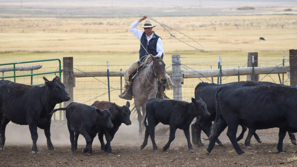 cowboy horseback roping black Angus