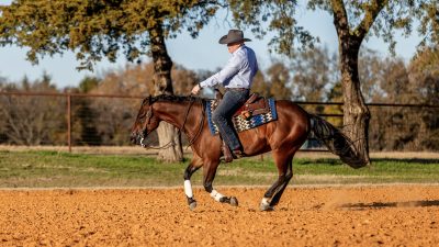 horse trainer in arena